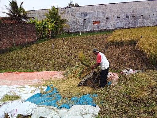 512px-Petani_Yg_Sedang_Memanen_Padi_Secara_Manual_Di_Kebumen
