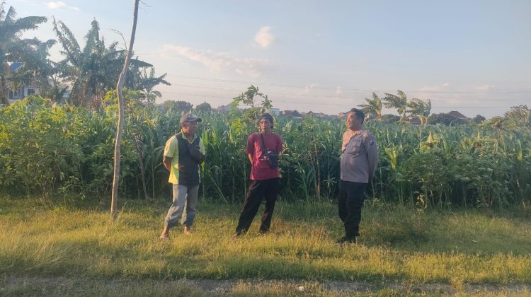 Patroli Polsubsektor Kanigaran Sambangi Petani Jagung, Perkuat Kamtibmas dan Dukung Ketahanan Pangan